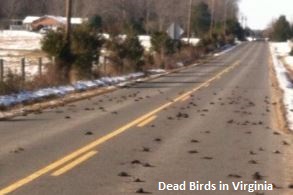 mort en plein vol de centaines d'oiseaux 12 dec 2013 Virginie